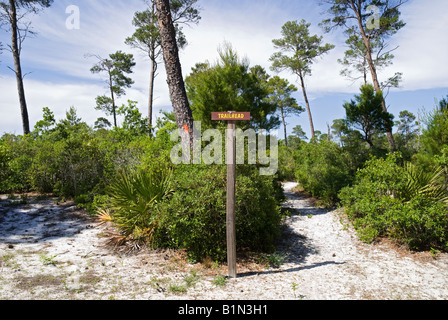 Hohen Bluff Küsten Wanderweg in Nordflorida Tates Hölle Staatswald Stockfoto