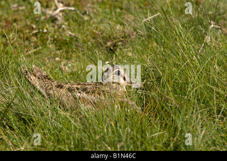 Waldschnepfe Scolopax Rusticola Erwachsenen Inkubation auf Nest Moorland Swaledale North Yorkshire Stockfoto