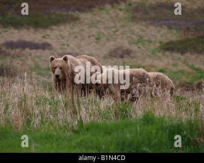 Juvenile Kodiak Braunbär pflegt seine Mutter Sau. Stockfoto