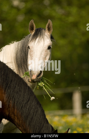 Pferd mit grass Stockfoto