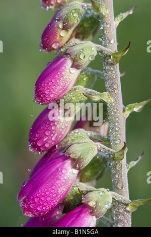Nahaufnahme der Fingerhut (Digitalis Purpurea) Blumen im frühen Morgentau Stockfoto