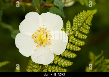 Burnet Rose (Rosa Pimpinellifolia) und auf der Unterseite des jungen Wurmfarn (Dryopteris Filix-Mas) Stockfoto