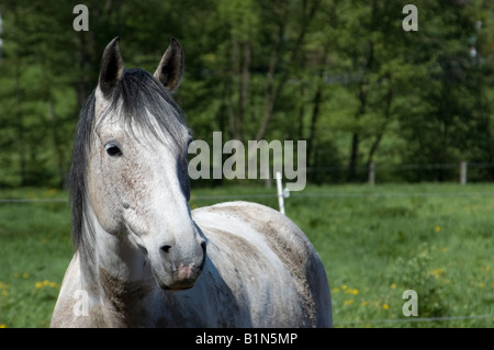 Horse Portrait Stockfoto