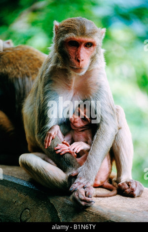 Rhesus-Makaken-Affen halten ihre jungen Myanmar Burma Mount Popa Stockfoto