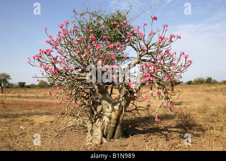 Wüstenrose (Adenium Obesum), Blüte Stockfoto