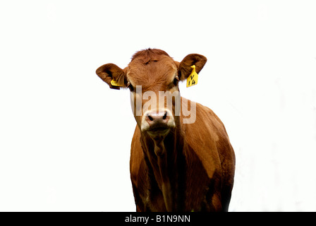 Einzelne Mutterkühe Limousin Champion Rindfleisch Herde Stockfoto