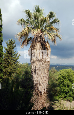 Kaiserin Elisabeth Amalie Eugenie (auch bekannt als "Sissi" oder "Sisi") Schlosspark genannt Achilleon auf der griechischen Insel Korfu Stockfoto