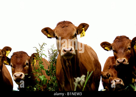 Einzelne Mutterkühe Limousin Champion Rindfleisch Herde Stockfoto