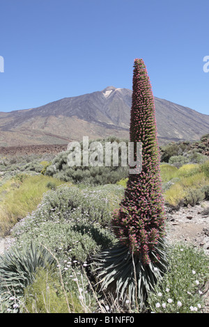 Echium Wildpretii Volksmund Tajinaste Rojo für seine roten Blüten wachsen in der Las Canadas del Teide-Nationalpark Stockfoto