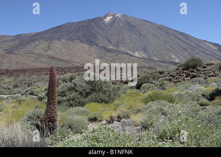 Echium Wildpretii Volksmund Tajinaste Rojo für seine roten Blüten wachsen in der Las Canadas del Teide-Nationalpark Stockfoto