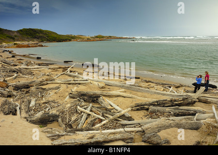Treibholz am Strand Stockfoto