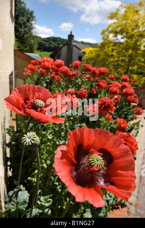 ROTE MOHNBLUMEN IN EINER ENGLISCHEN COTTAGE-GARTEN-UK Stockfoto