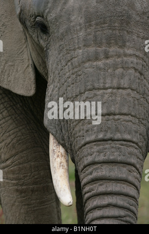 Nahaufnahme eines afrikanischen Elefanten Tusk und Kofferraum Stockfoto