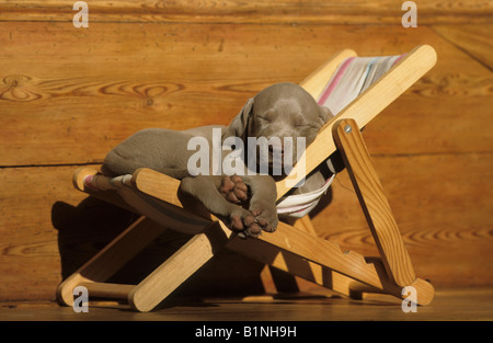 Weimaraner (Canis Lupus Familiaris), Welpen schlafen in einem kleinen Liegestuhl Stockfoto