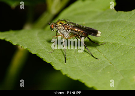 Flick fliegen lange Flügel Beinen fliegen eine Dolichopodid fliegen Poecilobothrus Nobilitatus Dolichopodidae UK Stockfoto