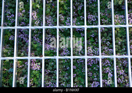 Kriechender Thymian. Thymus Serpyllum "Weg. Stockfoto