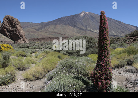 Echium Wildpretii Volksmund Tajinaste Rojo für seine roten Blüten wachsen in der Las Canadas del Teide-Nationalpark Stockfoto