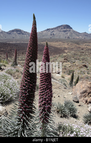 Echium Wildpretii Volksmund Tajinaste Rojo für seine roten Blüten wachsen in der Las Canadas del Teide-Nationalpark Stockfoto