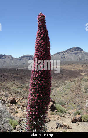 Echium Wildpretii Volksmund Tajinaste Rojo für seine roten Blüten wachsen in der Las Canadas del Teide-Nationalpark Stockfoto