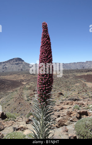 Echium Wildpretii Volksmund Tajinaste Rojo für seine roten Blüten wachsen in der Las Canadas del Teide-Nationalpark Stockfoto