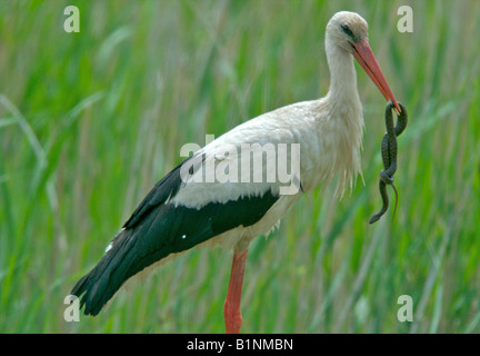 Europäische Storch mit Schlange Stockfoto