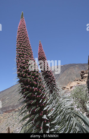 Echium Wildpretii Volksmund Tajinaste Rojo für seine roten Blüten wachsen in der Las Canadas del Teide-Nationalpark Stockfoto