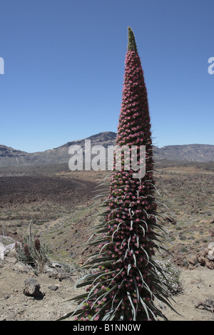 Echium Wildpretii Volksmund Tajinaste Rojo für seine roten Blüten wachsen in der Las Canadas del Teide-Nationalpark Stockfoto