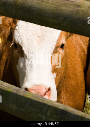 Kuh auf der Suche durch eine Lücke im Zaun in einem Feld in England, UK Stockfoto