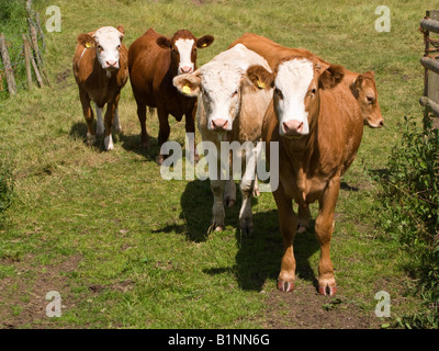 Kleine Herde von jungen Kühen in einem Feld England UK Stockfoto