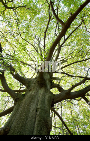 Buche im frühen Frühling. Lateinischer Name: fagus sylvatica Stockfoto