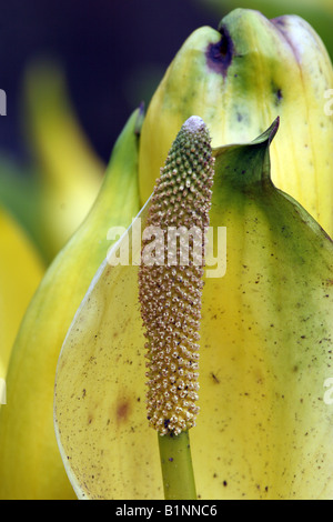 Staubblätter gelb Skunk cabbage Stockfoto