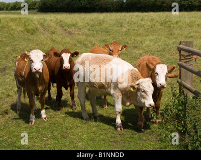 Kleine Herde von jungen Kühen in einem Feld England UK Stockfoto