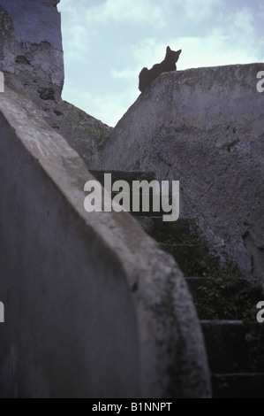 Eine einsame schwarze Katze sitzt eine Spitze einer ummauerten Treppe auf der griechischen Insel Santorini. Stockfoto