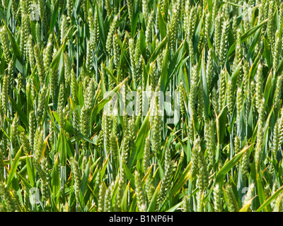 Junge unreife Weizen hautnah im Frühling, UK Stockfoto