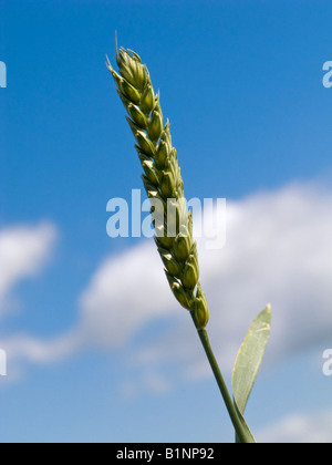 Einzelne Ähre grüne unreife schließen gegen einen blauen Himmel UK Stockfoto