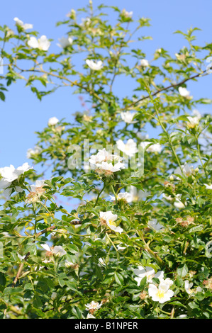 Heckenrosen in eine Hecke wachsen. Stockfoto