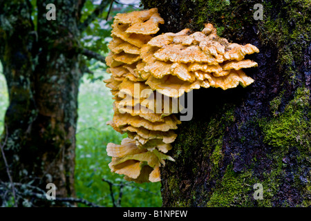 Schwefel Polypore oder Huhn des Waldes Stockfoto