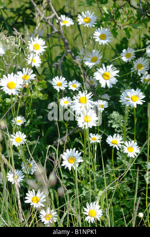 Ochsen-Auge Gänseblümchen auf einer Wiese wächst. Stockfoto