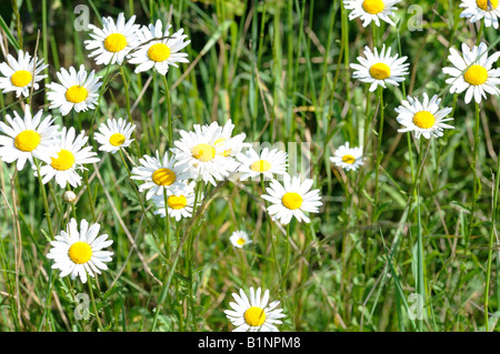 Ochsen-Auge Gänseblümchen auf einer Wiese wächst. Stockfoto