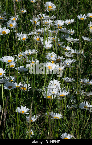 Ochsen-Auge Gänseblümchen auf einer Wiese wächst. Stockfoto