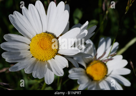 Ochsen-Auge Gänseblümchen auf einer Wiese wächst. Stockfoto