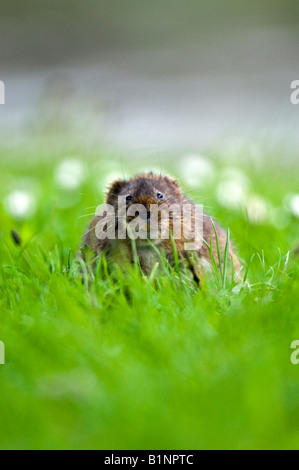 Schermaus (Arvicola Terrestris). Stockfoto