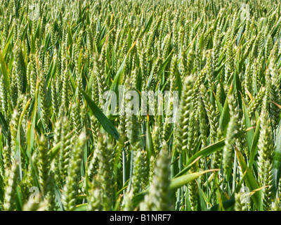 Junge unreife Weizen Nahaufnahme UK Stockfoto