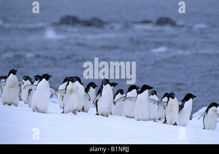 Gruppe von Adelie Pinguine wandern auf einem verschneiten Strand in der Antarktis während es schneit Stockfoto