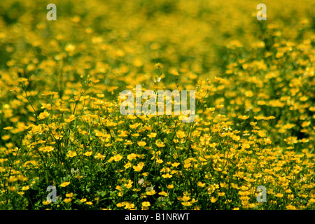 Ein Feld voller Blumen gelbe Rakete (Barbarea Vulgaris). Stockfoto