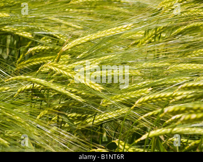 Gerste Ernte Nahaufnahme UK Stockfoto