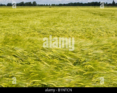 Junge unreife Feld Gerste Ernte in einem Ackerland Felder wiegen sich im Wind UK Stockfoto