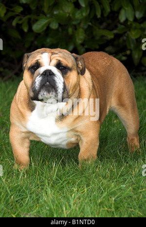 Britische Bulldogge oder englische Bulldogge ist eine mittelgroße Hunderasse, die ihren in England Ursprung. Stockfoto