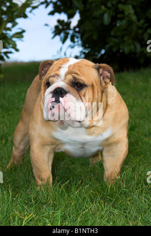 Britische Bulldogge oder englische Bulldogge ist eine mittelgroße Hunderasse, die ihren in England Ursprung. Stockfoto