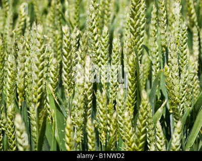 Junge unreife Weizen Nahaufnahme UK Stockfoto